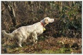Setter Anglais DOYA DE LA BLEURE RAMBAULT Setter Anglais DOYA DE LA BLEURE RAMBAULT
